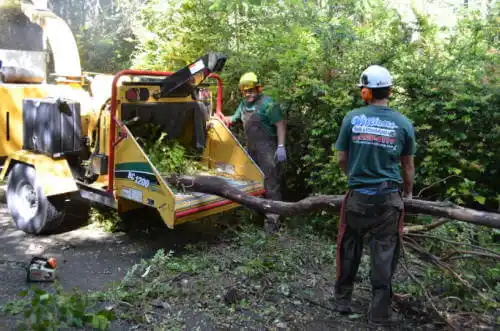 tree services Cannelton